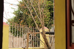 Haemorhous mexicanus