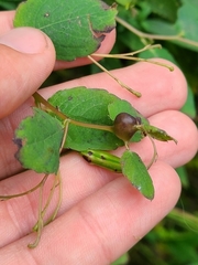 Neolasioptera impatientifolia