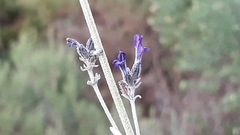 Lavandula lanata