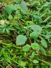 Neolasioptera impatientifolia