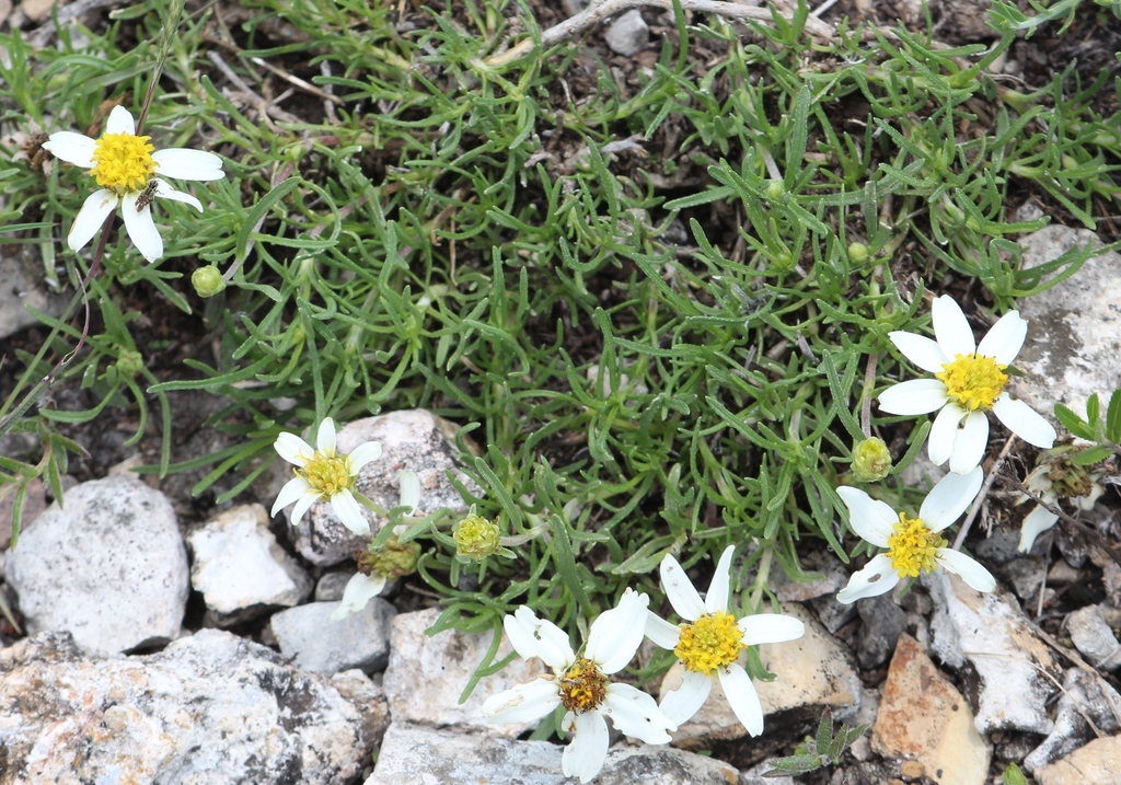 Zinnia guanajuatensis