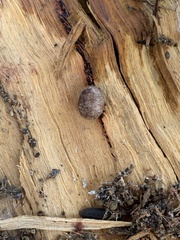 Doratifera oxleyi