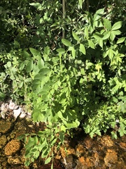 Fraxinus pennsylvanica