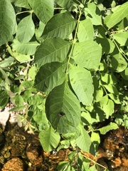 Fraxinus pennsylvanica