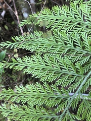 Asplenium × lucrosum