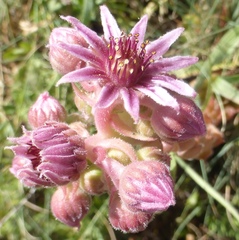 Sempervivum caucasicum