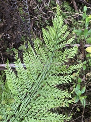 Asplenium × lucrosum