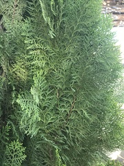 Platycladus orientalis