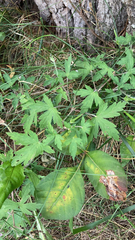 Geranium sibiricum