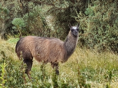 Lama glama