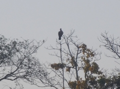 Patagioenas picazuro