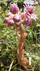 Sempervivum caucasicum