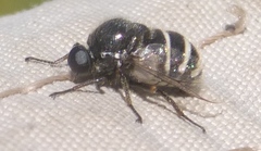 Acroceridae