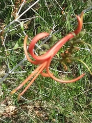 Anisacanthus linearis
