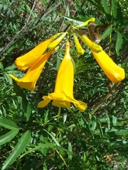 Tecoma stans angustata