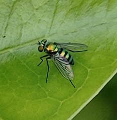 Condylostylus mundus
