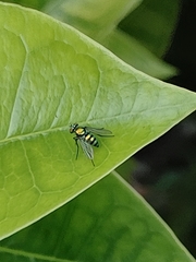 Condylostylus mundus