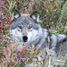 Lobo Gris - Photo (c) Stephen DeHart, algunos derechos reservados (CC BY-NC), subido por Stephen DeHart