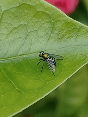 Condylostylus mundus