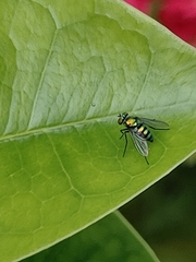 Condylostylus mundus