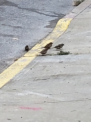 Passer domesticus