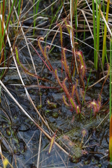 Drosera linearis