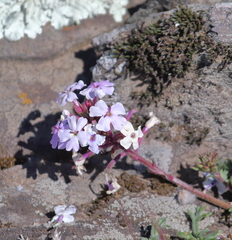 Glandularia dissecta