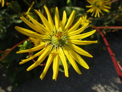 Silphium terebinthinaceum