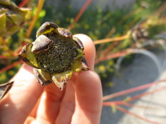 Silphium terebinthinaceum