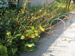 Silphium terebinthinaceum