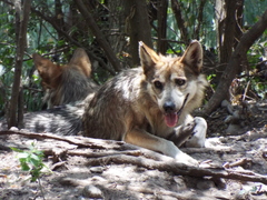 Canis lupus baileyi