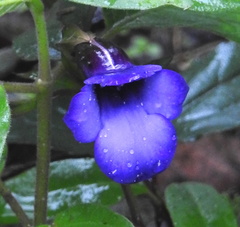 Torenia asiatica