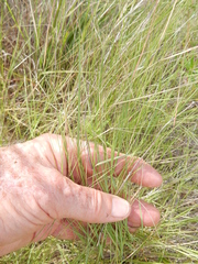 Aristida oligantha