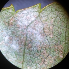 Phyllactinia fraxini