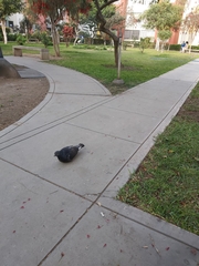 Columba livia