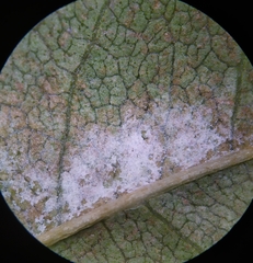 Phyllactinia fraxini