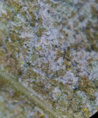 Phyllactinia fraxini