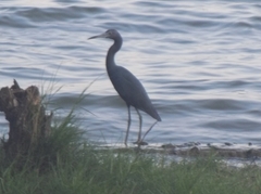Egretta caerulea