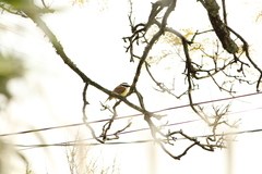 Pitangus sulphuratus