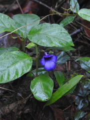 Torenia asiatica