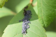 Aphis spiraecola