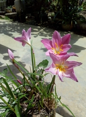 Zephyranthes carinata