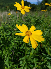 Coreopsis auriculata