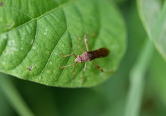 Burtinus notatipennis