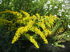 Solidago altissima