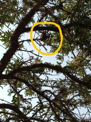 Lasiurus blossevillii