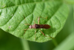 Burtinus notatipennis
