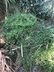 Orthosia scoparia image