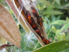 Oncopeltus fasciatus