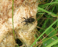 Sphenophorus australis
